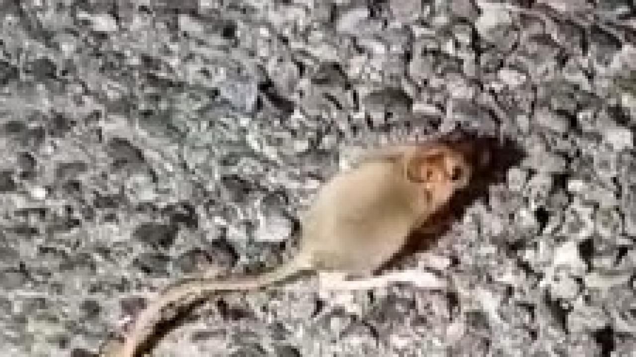 Kırmızı listede aranıyor: Bir ilimizde görüldü!