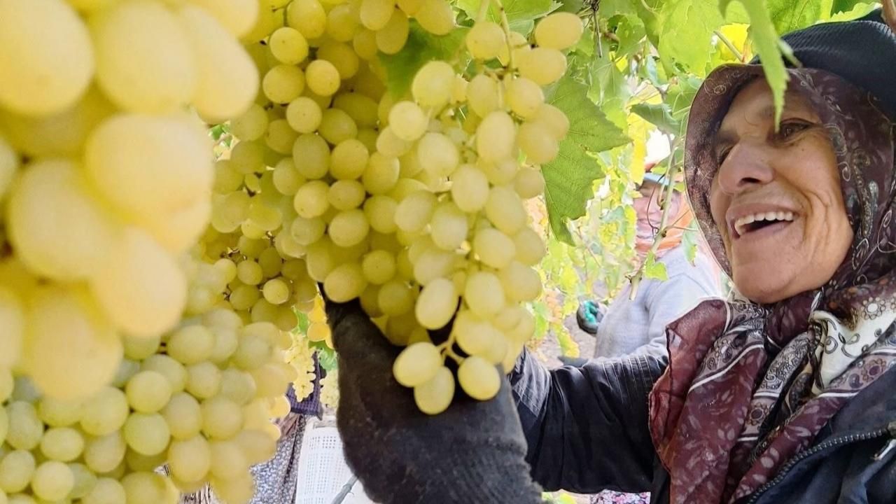 Ekim ayı bitiyor, üzüm bitmiyor