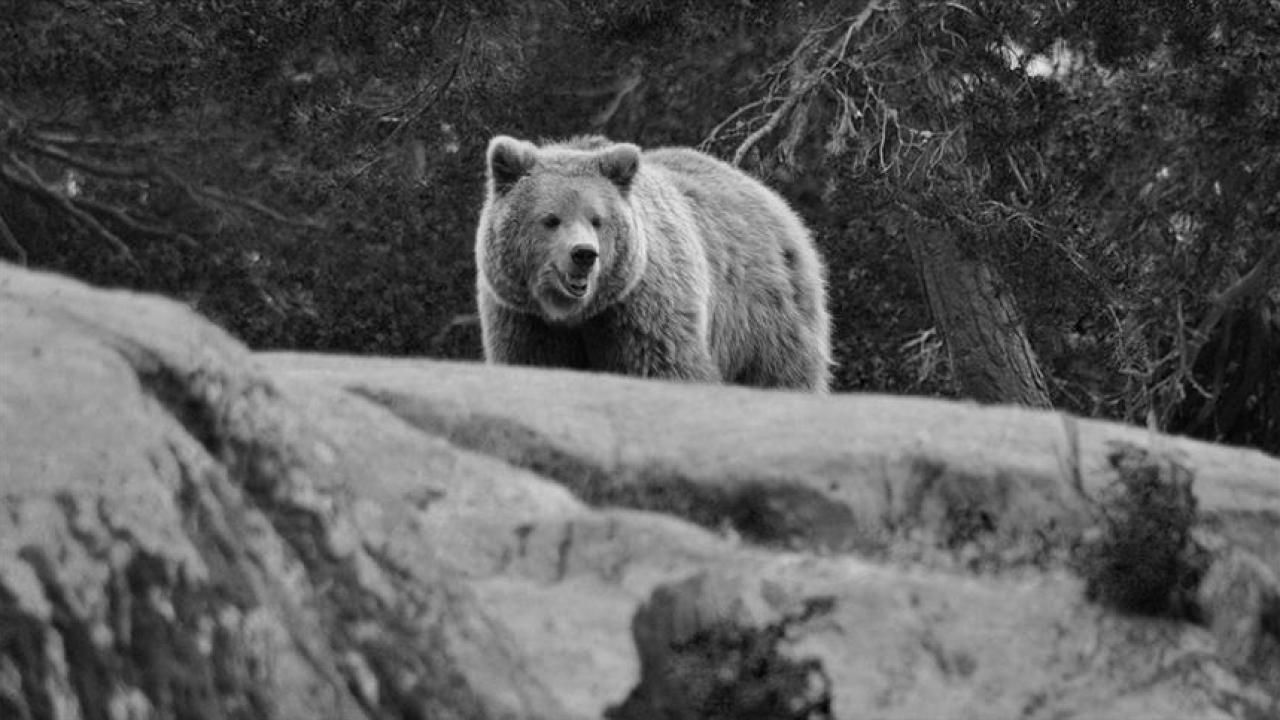 Japonya, ayıları avlamak için avcı kiralayacak