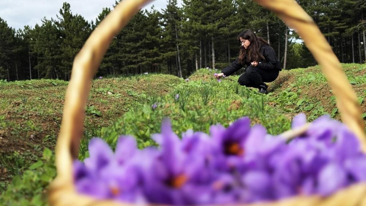 Kilosu 600 bin TL! AB tescilli safranın hasadı sürüyor