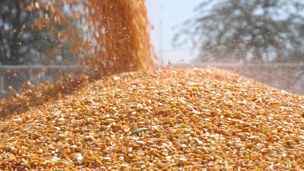 TİGEM 1400 ton dane mısır satacak