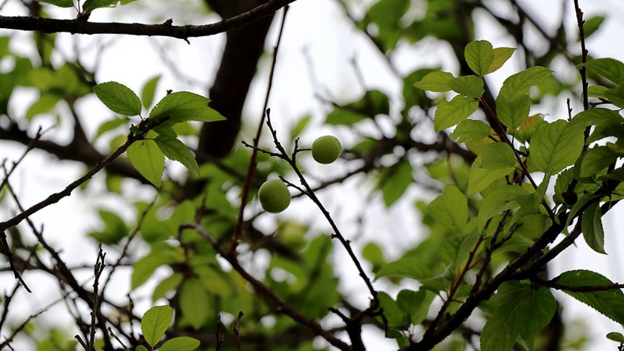 Trabzon'da üreticilere ücretsiz 5 bin 300 meyve fidanı dağıtıldı