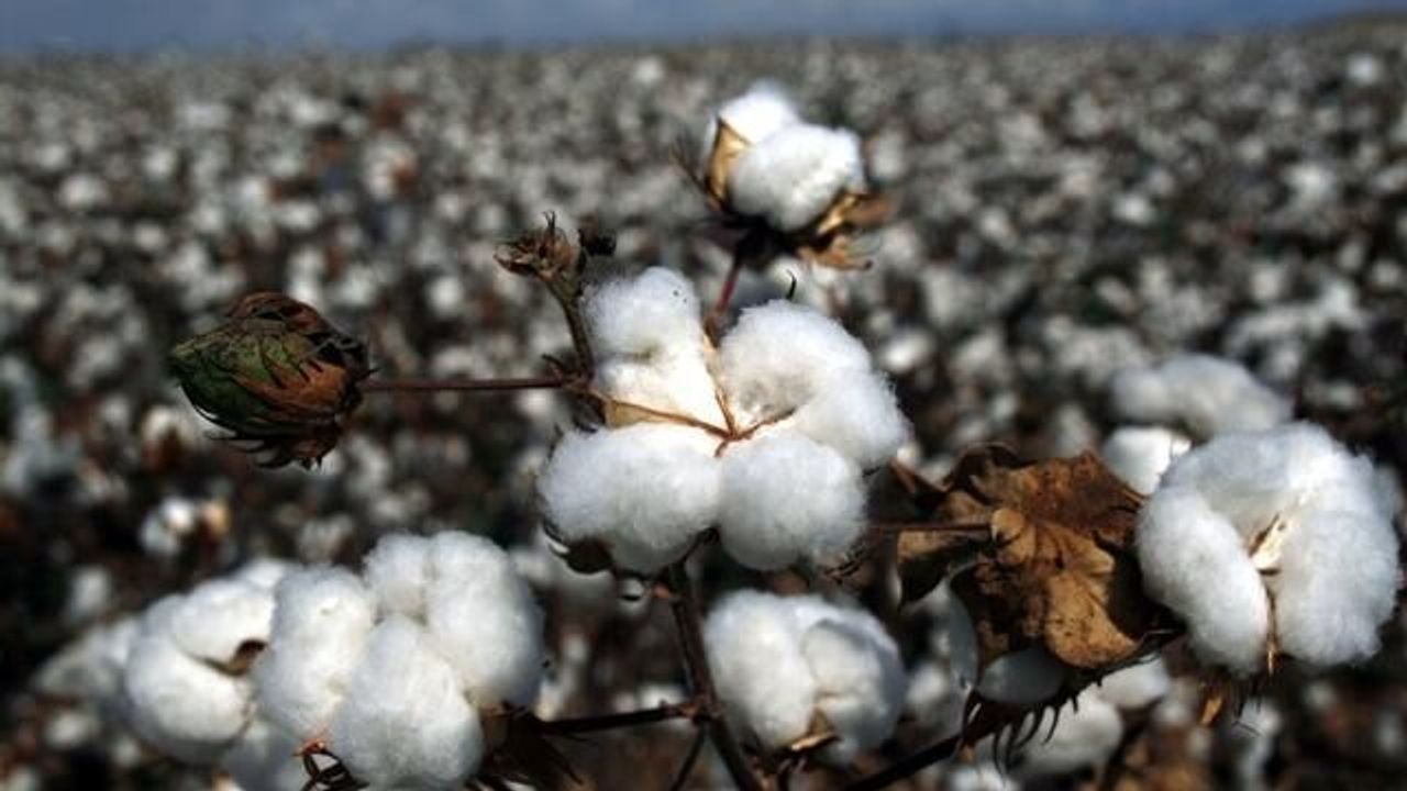 Pamuk Fiyatları Jeopolitik Gerilimlerle Yükselişte