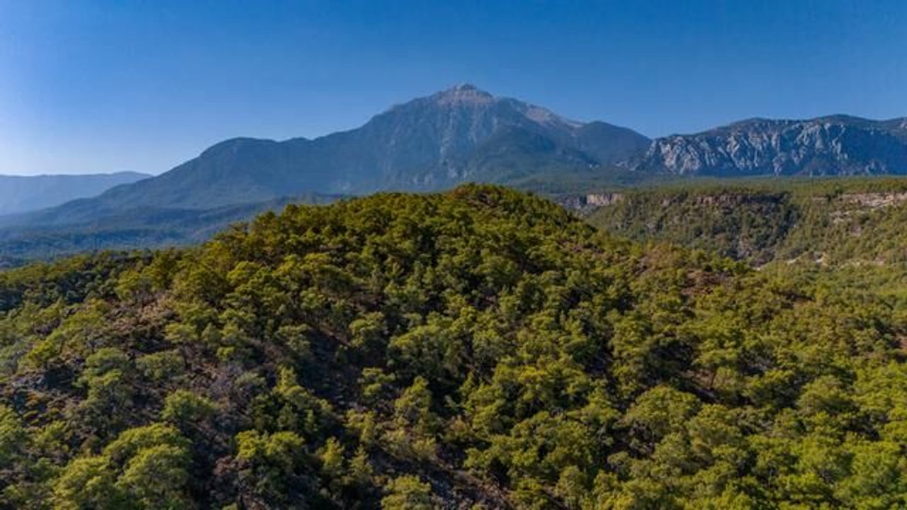 Türkiye'nin En Yeşil İlleri Açıklandı: Rize ve Trabzon Listenin Dışında Kaldı