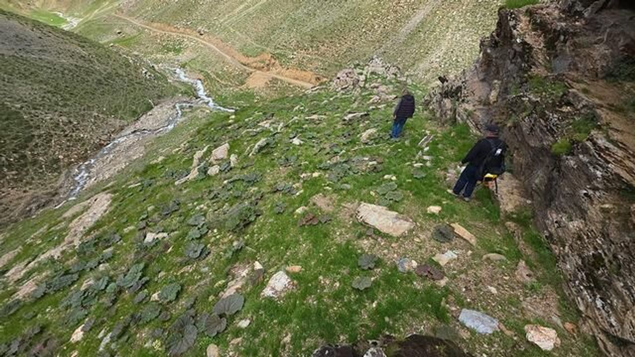 Bitlis'te Bahar Bereketi: Işkın Toplamak İçin Yoğun İlgi