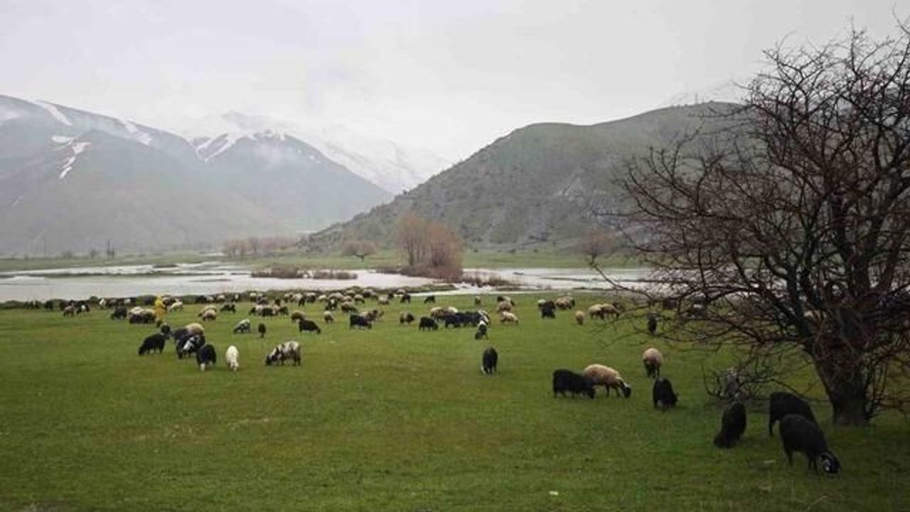 Bitlis'te Meralar Yeniden Canlandı, Hayvanlar Otlatılmaya Başlandı