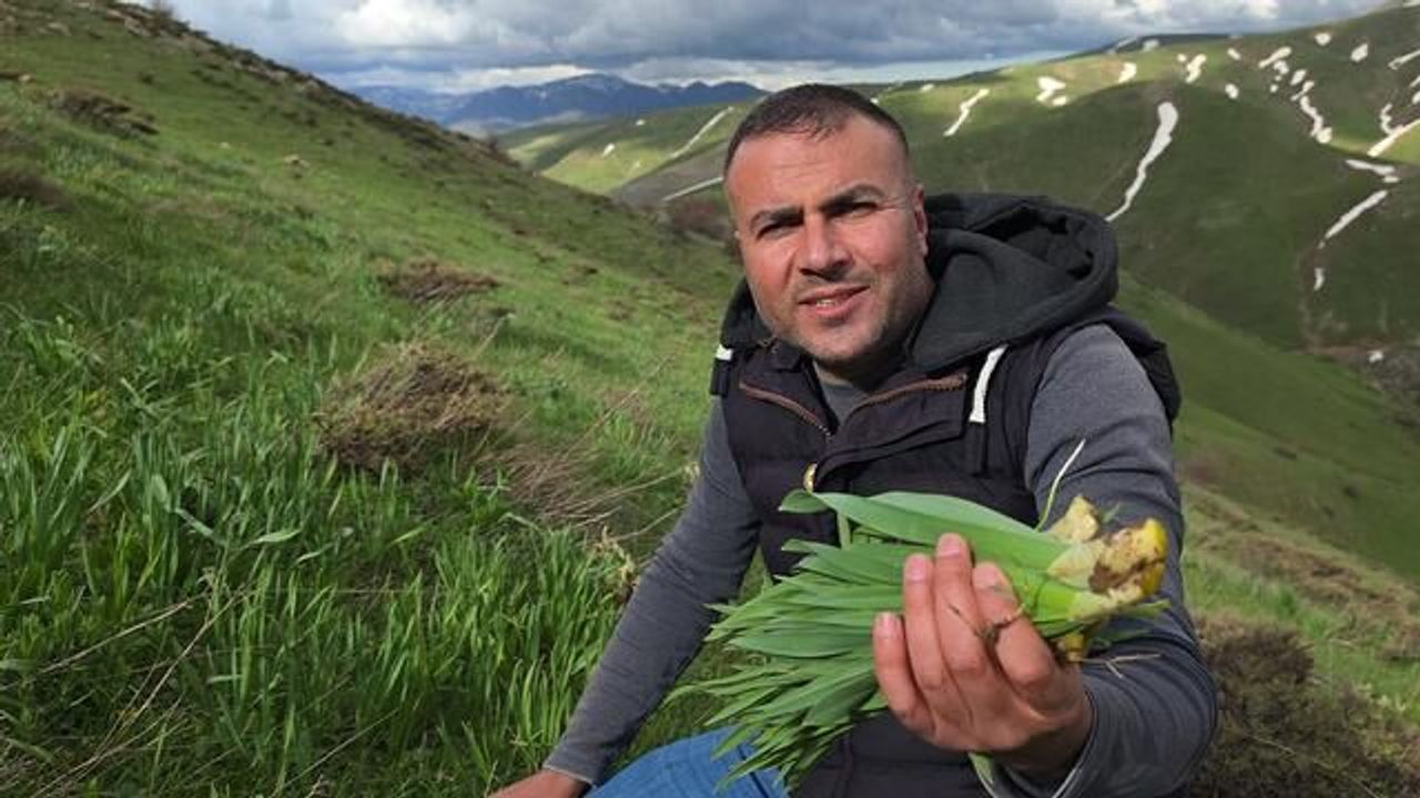 Bitlis'te Baharın Lezzeti: Kilosu 50 TL'den Çiriş Otu Toplanıyor
