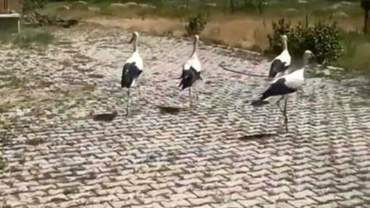 Tedavi Edilen Leylekler Bitlis'te Doğaya Bırakıldı