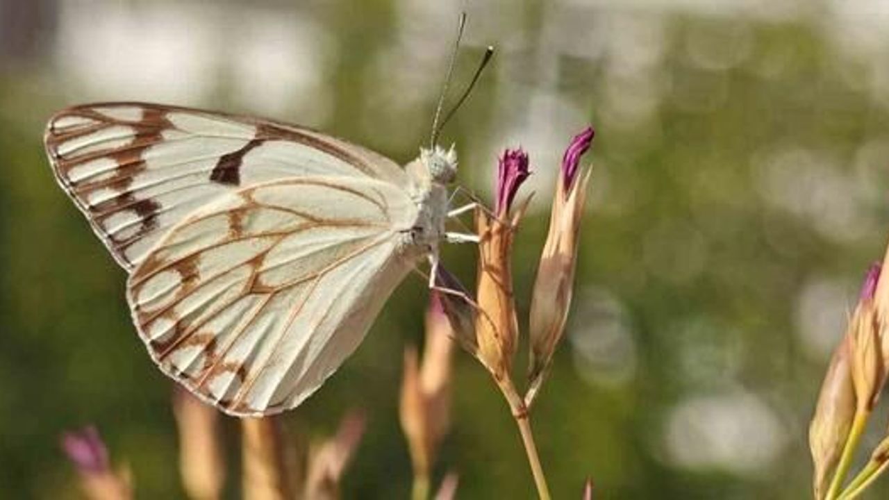 Bitlis'te Beyaz Öncü Kelebeği Türü İlk Kez Görüldü