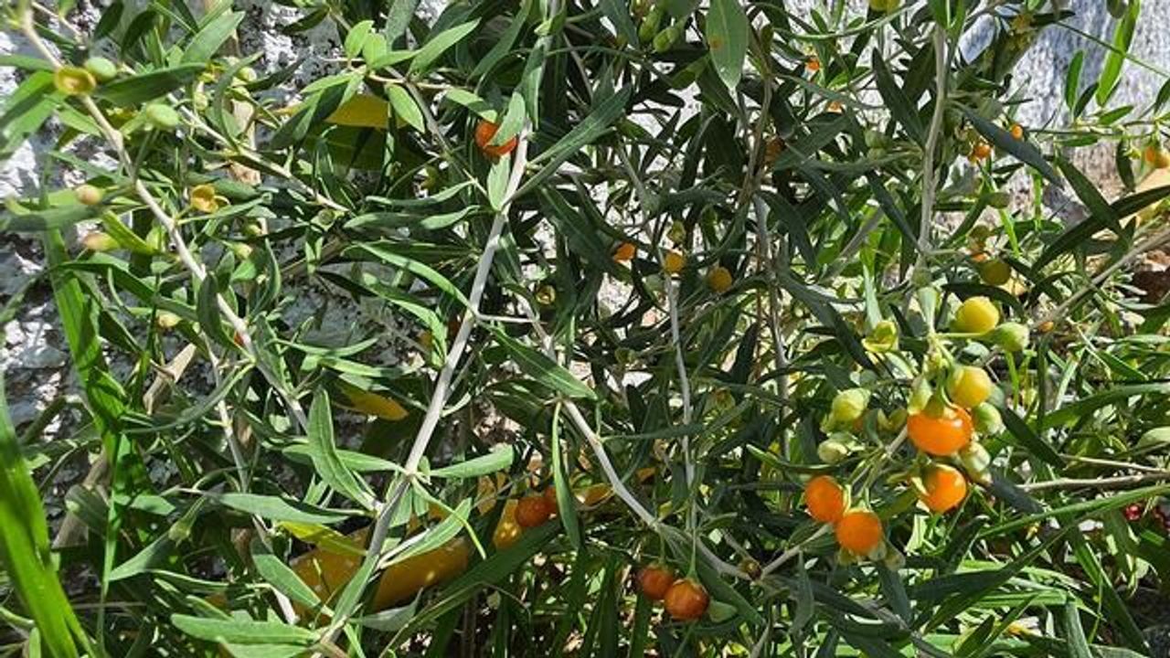 Bitlis'te İlk Kez Ekilen Goji Berry Meyvesi Verimle Dallarını Süsledi