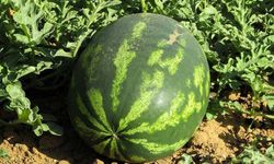 Adana’da sezonun ilk karpuz hasadı başladı; tarlada kilosu 7 TL