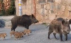 Ayı ve yaban domuzu halk sağlığını tehdit ediyor