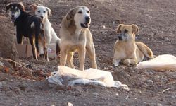 Çorum'da başıboş sokak köpeği vahşeti: 5 yaşındaki çocuk Ankara'ya sevk edildi