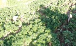 Diyarbakır'da 3 milyon 476 bin kök kenevir ve skunk ele geçirildi