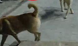 Hatay’da 6 sokak köpeğinin saldırdığı  kedi öldü