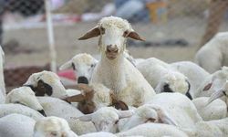 Küçükbaş veya büyükbaş fark etmiyor! Türkiye Avrupa'nın çok ilerisinde