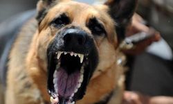 Sokak köpeği 5 yaşındaki çocuğa saldırdı