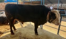 1 ton 300 kiloluk tosun 430 Bin TL'ye satıldı