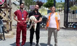 Kayseri Talas'ta kaçak kuzular sahibine döndü