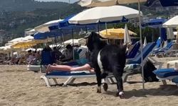 Antalya'da kaçan kurbanlık keçi, plajda görüntülendi