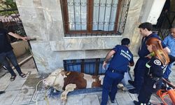 Bahçelievler'de kurbanlık boğa, bodrum kattaki dairenin pencere boşluğuna düştü