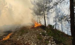 Balıkesir'de orman yangını
