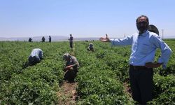 Hatay'da tarım işçilerinin günlük yevmiyesi belli oldu