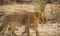 İş insanı safari sırasında aslan saldırısıyla öldü!