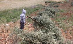 İsrailli yerleşimci zulmü sürüyor...  Batı Şeria'da 100 zeytin ağacı kesildi!