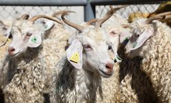 Kurban ibadetiyle ilgili merak edilenler