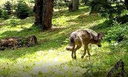 Nesli tehlike altındaki Bozkurt, fotokapana yakalandı