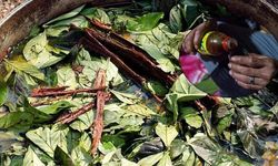 Prens Harry’de içiyordu! Ayahuasca çayı, turistin canını aldı
