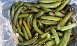Salatalıkta hem sera, hem tarla bereketi