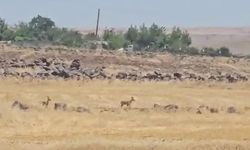 Siverek'te görüntülendi! Nesli tükenme tehlikesi altında