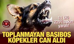 Toplanmayan başıboş köpekler can aldı: 12 ölü 225'i aşkın yaralı!