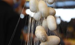 Türkiye'de koza üretiminin bu yıl 100 tonu aşması bekleniyor