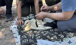 Yaren Leylek'in yavruları halkalandı, göç yolculukları takip altında