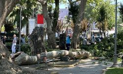 Ağaçtan kopan dal üzerlerine düştü: 1 ölü, 2 yaralı
