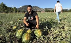 Dönüm fiyatı 10 bin lira: Hasat başladı