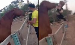 3 yaşındaki çocuk atı sevmek isterken dehşeti yaşadı! Isırarak havaya fırlattı