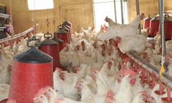 30 tavukla başladı, 1.700 tavuğa ulaştı! Bölgeye örnek oldu