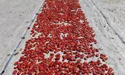 600 işçinin emeği var! Domateste 15 bin 300 ton rekolte bekleniyor!