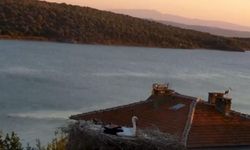 'Adem Amca'nın dostu Yaren Leylek depremi önceden hissetti