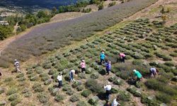 Ardanuç'ta kadın kooperatifinden lavanta hasadı ve doğal ürün üretimi başladı