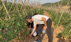 Atıl araziler, üretim üssü oldu: Bu bölgede domates yetişiyor
