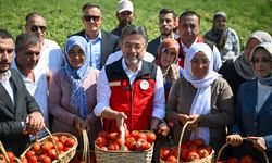 Bakan Yumaklı domates hasadına katıldı: 535 bin ton ihracat söz konusu!