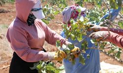 Boz Antep fıstığı kilosu 700 liradan satılıyor: Üretici mutlu