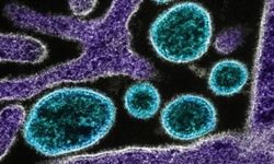 Çin’de chikungunya virüsü alarmı: Sivrisinek kaynaklı salgın büyüyor