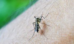 Çin’de yeni alarm: Chikungunya! Vaka sayısı 7 bini geçti