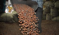 Fındık alım fiyatı belli oldu